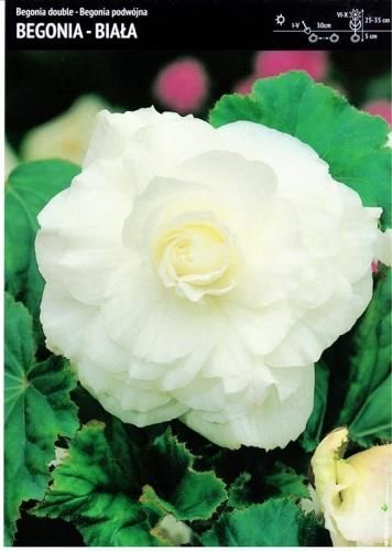 i-begonia-bulwiasta-podwojna-biala-3-szt