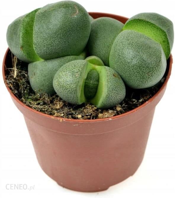i-lithops-zywy-kamien-pleiospillos-neil-12cm